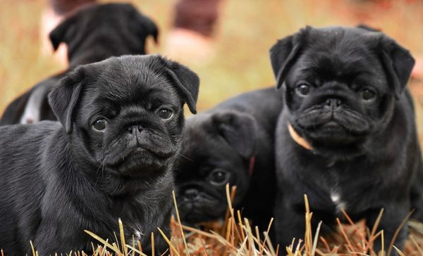 A group of black Pug puppies playing outside