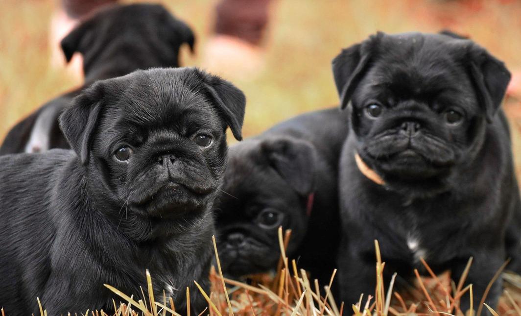 Pug Companions
