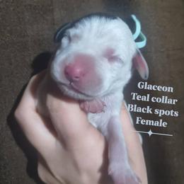 Glaceon (Teal collar) - White and black female Dalmatian puppy in Raymondville, Missouri from Wagner's Dalmatian's
