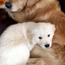 Golden Retriever Puppies from Em's Golden Retrievers