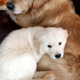 Golden Retriever Puppies from Em's Golden Retrievers