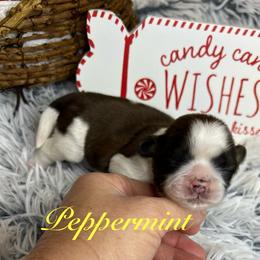 Peppermint - Red and white female Shih Tzu puppy in Vernon, New Jersey from Calta’s Cute Shih Tzu