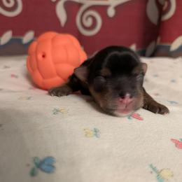 Phoebe - Blue and gold female Yorkshire Terrier puppy in Gatesville, Texas from KontryKritterz Yorkies