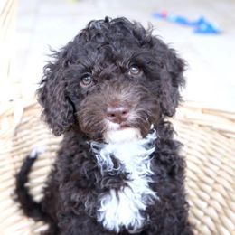 Australian Labradoodle Puppies from South Mitten Labradoodles