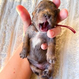 Merle Girl Guardian Home Only - Merle female Cockapoo puppy in Bradenton, Florida from Doodle Acres
