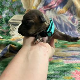 Sofia - Seal female Italian Greyhound puppy in Lancaster, Missouri from White Stone Ranch