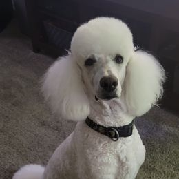 Poodles from Story Brook Kennels