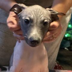 American Hairless Terrier Puppies from Edelweiss and JABO