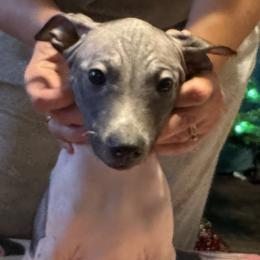 American Hairless Terrier Puppies from Edelweiss and JABO
