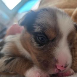 Skipper - Blue merle male Miniature Australian Shepherd puppy in Boring, Oregon from Tails and No Tails Salty Aussie Farms