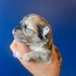 Chewy - Tri-colored male Pomeranian puppy in Hernando, Mississippi from The Pom Squad