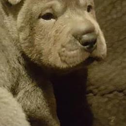 Chinese Shar-Pei from Rays Peis
