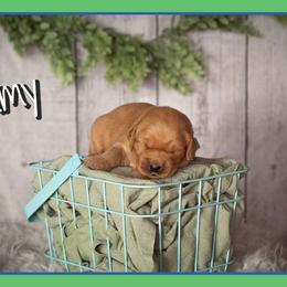 Jimmy - Dark golden male Golden Retriever puppy in Driggs, Idaho from SK Golden Retrievers