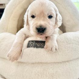 Green boy - Light golden male Golden Retriever puppy in Deer Lodge, Tennessee from SelahGold