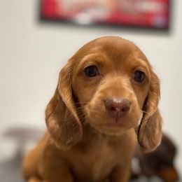 Dachshunds from Sweet Little Dachshunds