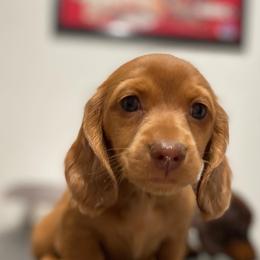 Dachshunds from Sweet Little Dachshunds