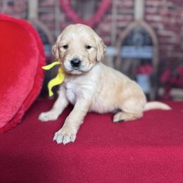 Carolina - Golden female Golden Retriever puppy in Piedmont, South Carolina from The Farm at Saluda Ridge