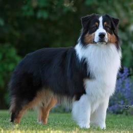 Australian Shepherds from Journey Aussies