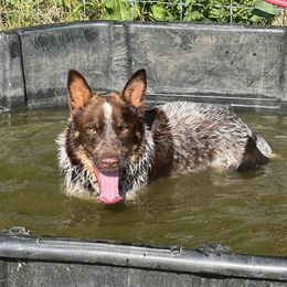 Cinch - Australian Cattle Dog