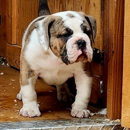 Lenguini - Fawn brindle and white male Bulldog puppy in Washington from Sun City Campeiro Bulldogs