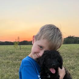 Cavapoo, Cockapoo, Goldendoodle, and Maltipoo Puppies from Perdue Puppies