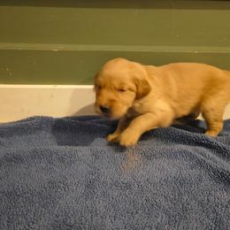 Snowflake (green collar) - Golden female Golden Retriever puppy in Tenino, Washington from Oak River Goldens'