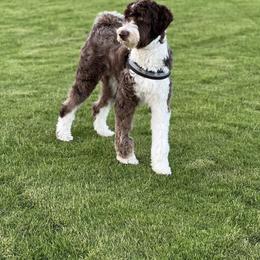 Aussiedoodle and Australian Shepherd Puppies from Junipersdoodles