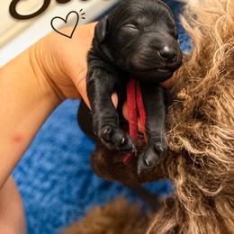 Scout - Black male Bernedoodle puppy in Fort Collins, Colorado from Front Range Family Doodles