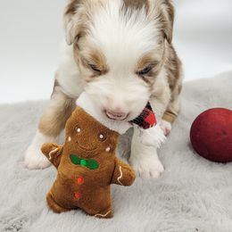 Australian Shepherd Puppies from Happy Aussie Kennels