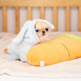 Rio - Chihuahua