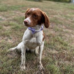 Violet - Brittany