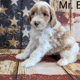 Goldendoodle, Golden Retriever, Labradoodle, and Labrador Retriever All Grown Up from Robertson's Retrievers and Doodles