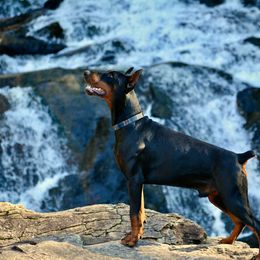 Doberman Pinscher All Grown Up from Von Hohenhalla Dobermans