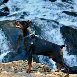 Doberman Pinscher All Grown Up from Von Hohenhalla Dobermans