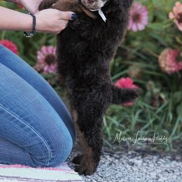 Poodle Puppies from Antigua Standard Poodles