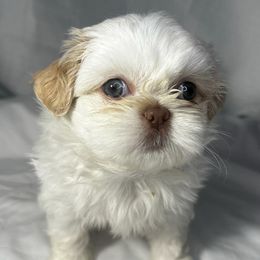 Shih Tzus from Perkins Puppies