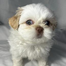Shih Tzus from Perkins Puppies