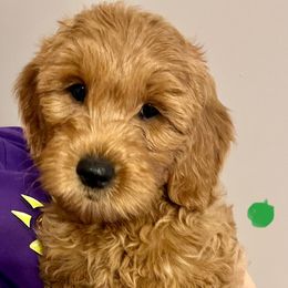 Sleepy - Red  Goldendoodle puppy in Dayton, Tennessee from MK Goldendoodles