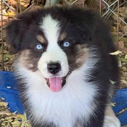 Harry - Black tri male Miniature Australian Shepherd puppy in Patterson, North Carolina from DreamLine Aussies