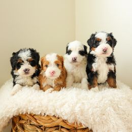 Aussiedoodle and Bernedoodle Puppies from Spring Mountain Doodles