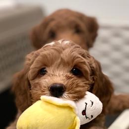 Australian Labradoodle Puppies from High Desert Labradoodles