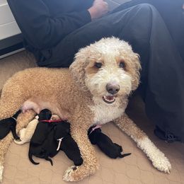 Goldendoodle Puppies from Fox Hollow Doodles