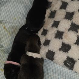 Coal - Wolf sable male Pomeranian puppy in Sanford, Florida from Serena's Poms