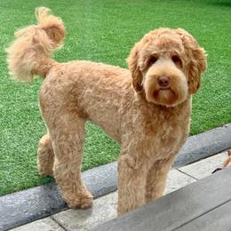 Remmi - Labradoodle