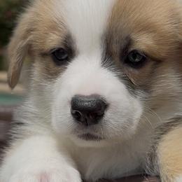 Pembroke Welsh Corgi Puppies from Crown Legacy Pembroke Corgis
