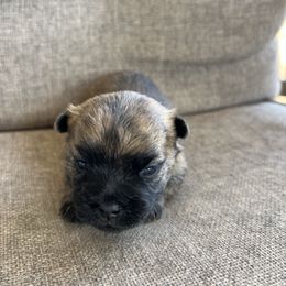 Boy 1 - Red brindle male Cairn Terrier puppy in Pottersville, Missouri from Cairn Terriers of Heatherridge,LLC