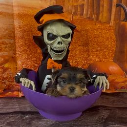 Girl 1 - Blue and gold female Yorkshire Terrier puppy in New Hampton, Iowa from JMAK Dreams