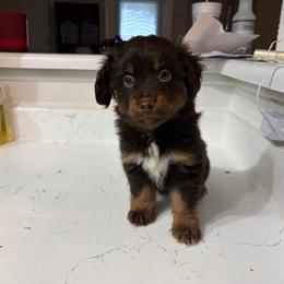 Angel - Red tri female Miniature Australian Shepherd puppy in Fredericksburg, Texas from Wrenfalls Paradise