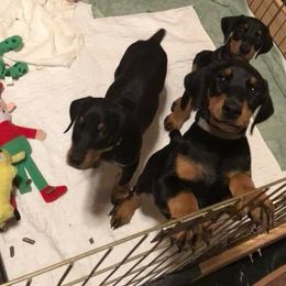 Doberman Pinscher Puppies from Lexa Dobermans