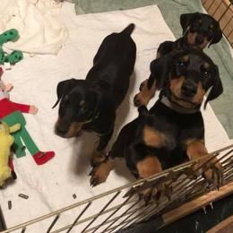 Doberman Pinscher Puppies from Lexa Dobermans